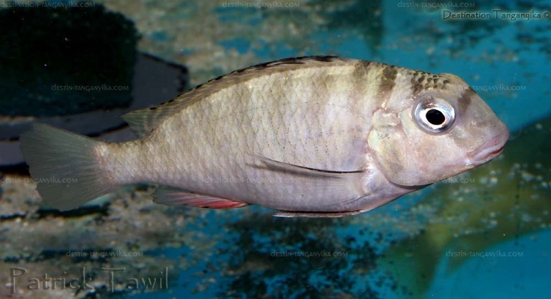 Pseudosimochromis babaulti 'Mabilibili Bay'